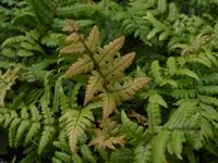 Hardy Fern Dryopteris lepidopoda